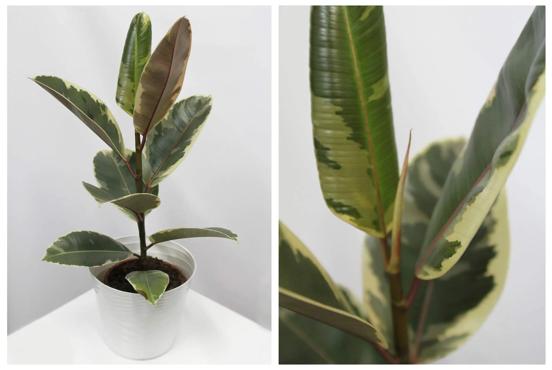 Декоративно лиственные растения