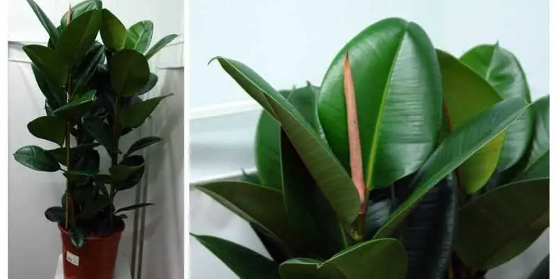 Фикус Эластика Робуста Д27 Н100