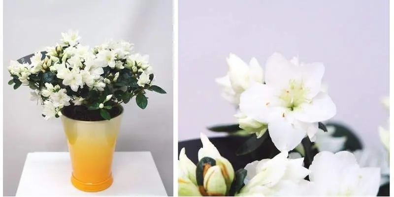 Азалия Индика Д12