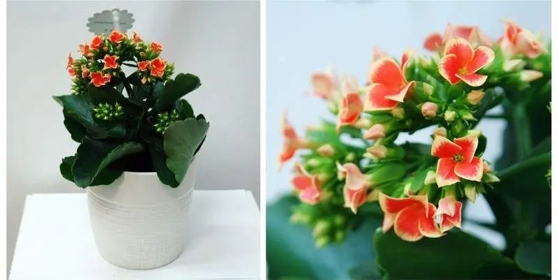 Каланхоэ Питон Д12 Н25