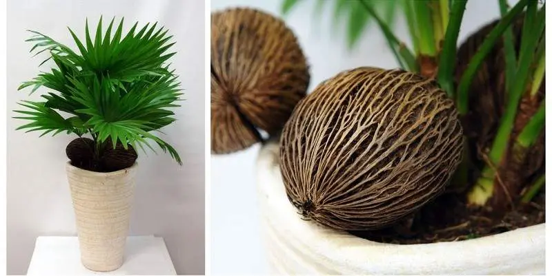 Ливистона Ротундифлора (кашпо керамика) Д16 Н60